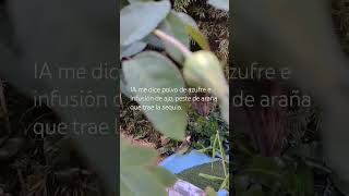 IA me dice polvo de azufre e infusión de ajo, peste de araña que trae la sequía.