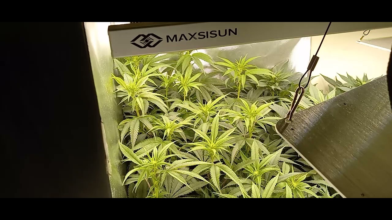 Vale tudo round 2(Gsd F5 x [Vintage Mendo Purps x Kimbo kush]) week 2.5