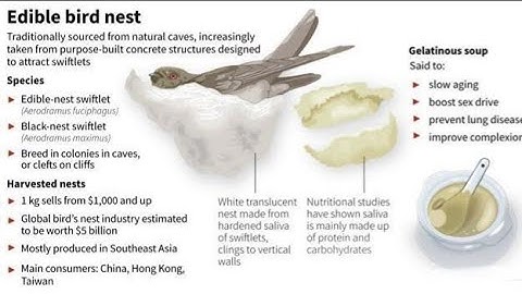 Ediible-nest swiftlets| white nest swiftlets|hindi info |unique nest|bird junction..