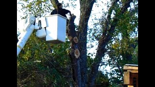 Falling Dead Tree and Trimming Limbs with a Bucket Truck by Country Homestead 475 views 1 year ago 13 minutes, 45 seconds