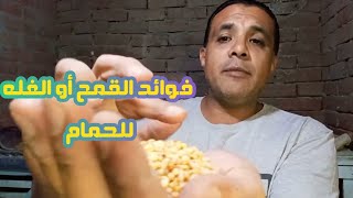 فوائد القمح أو الغله للحمام من أهم مكونات الكلفه