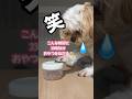 夜中におやつをねだる#むぎ#ペキプー#犬#dog#犬のいる暮らし #犬のいる生活 #犬動画 #犬好き #犬好きさんと繋がりたい #おやつ#かわいい#可愛い#癒し#ペット#short#shorts