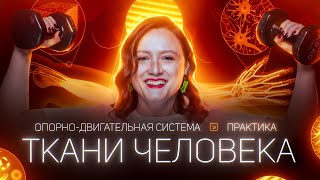 Ткани человека. Опорно-двигательная система человека. Практика | ЕГЭ-2024 по биологии