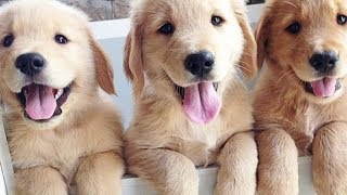 Ultimate CUTE and FUNNY PUPPY/DOG Compilation 2019
