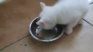 We started weaning-month-old kittens#cats #kitten #pets #animals #cute