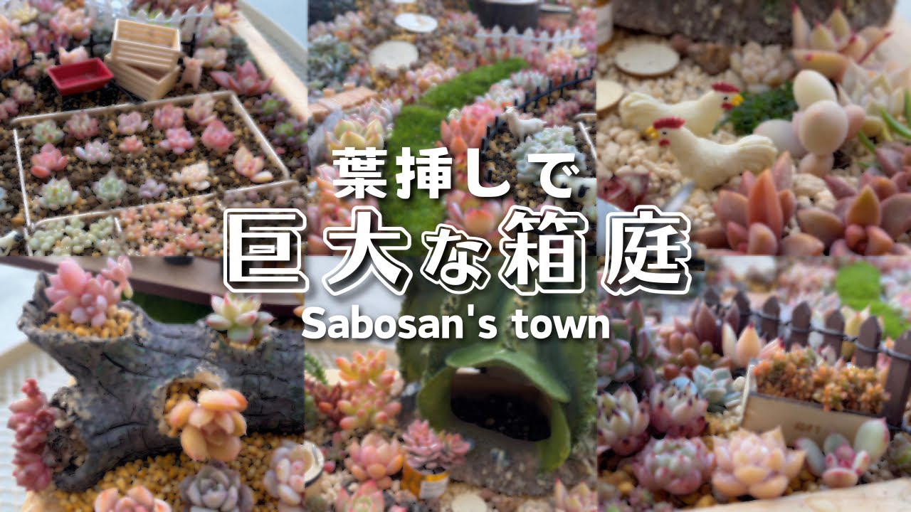 【 鉢減らし 】我が家で育った苗で箱庭作りました 【 多肉植物 / ガーデニング】