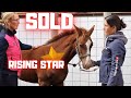 Sold! Rising Star⭐ is Sold! Is this the end of the fairy tale!?? | Friesian Horses