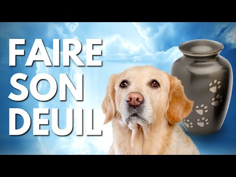 Vidéo: Chiots avec des tentes: Conseils rustiques à retenir lorsque vous faites du camping avec des chiens