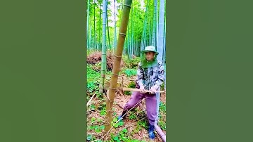 bamboo cutting technique with unique tools #shorts