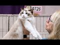 CFA International Show 2018 - Ragdoll Adult class judging