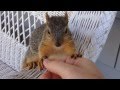 Cute tame baby squirrel