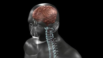 Brain and neural network Documentary Video without text. (3C)