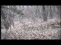 Bigfoot  the paris texas habituation site  short visuals and a vocalization