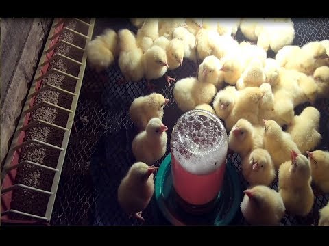 Как вырастить цыплят бройлеров в домашних условиях