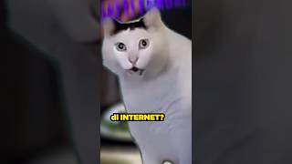 il GATTO Più FAMOSO di INTERNET image