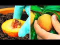 Easy Ways to Grow Vegetables And Fruits at Home || Gardening Hacks by 5-Minute Recipes!