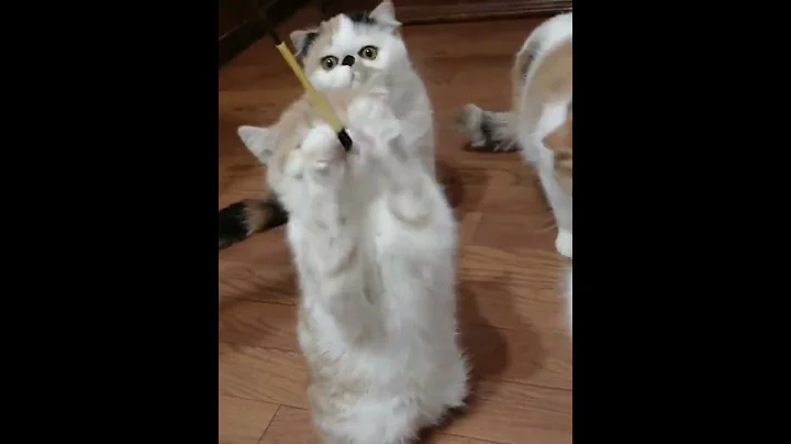 Video 2644011: kitten collection cats, fun pet cats entertainment, cats pets animals fun, cat pet animals beautiful, pet cats entertainment amazing, cute beautiful cats pets, cat adorable animals pet