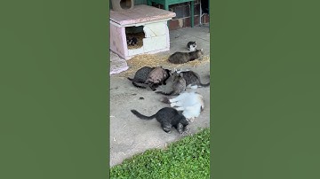 Catnip Time #cats #catnip #kittykitty  #kittens #cutepets