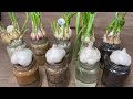 5 formas de cultivar ajo en agua  rpido en casa  cosecha de hojas
