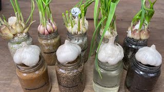 5 Ways to Grow Garlic in Water at Home - Quickly harvest