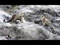 PANTHERE DES NEIGES (snow leopard) and MARKHOR conservation by seladang