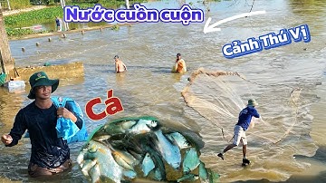 Nước chảy xiết cuồn cuộn | cảnh tượng thú vị quăng Chài mùa cá chạy Mùa nước nổi