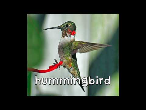 Video: Čo je to kolibrík – prečítajte si o opeľovačoch kolibríkov