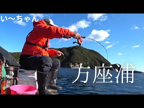 1月 養殖コワリから大型連発！この釣り方は初めての地でも通用する⁉︎  三重県南伊勢町方座浦 NISHIBORI渡船
