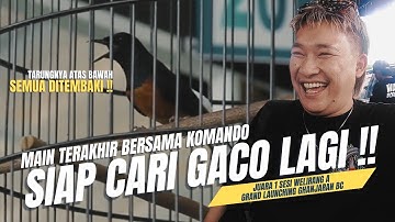 [ Murai Batu KOMANDO ] Perpisahan Indah Sebelum Mabung‼️