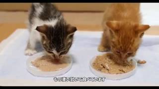 【4K】子猫を保護しました