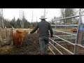 How To Handle A Highland Bull