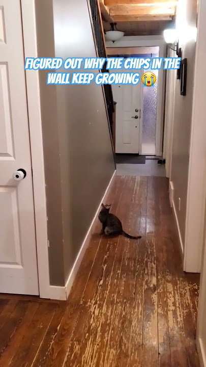 Cat Destroys Wall #cat #cats #funny