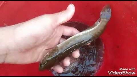 Câu cá đồng mùa lúa trổ bong cực đã - Phèo Tv