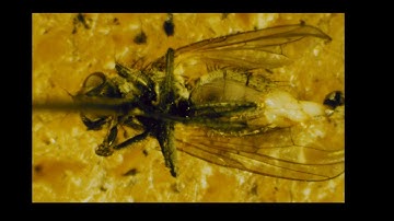 Lecture Population Age Structure