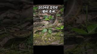 2024년 뱀띠 운세 한 마디로? #뱀띠 #뱀띠운세 #운세 #사주 #올해 운세 #신년 운세 #사주 팔자