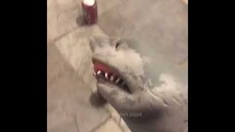Shark puppet gets a sprite cranberry