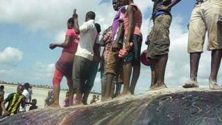 Download lagu samaki mkubwa aonekana katika fukwe za kilwa masoko samaki mkubwa aonekana katika fukwe za kilwa masoko