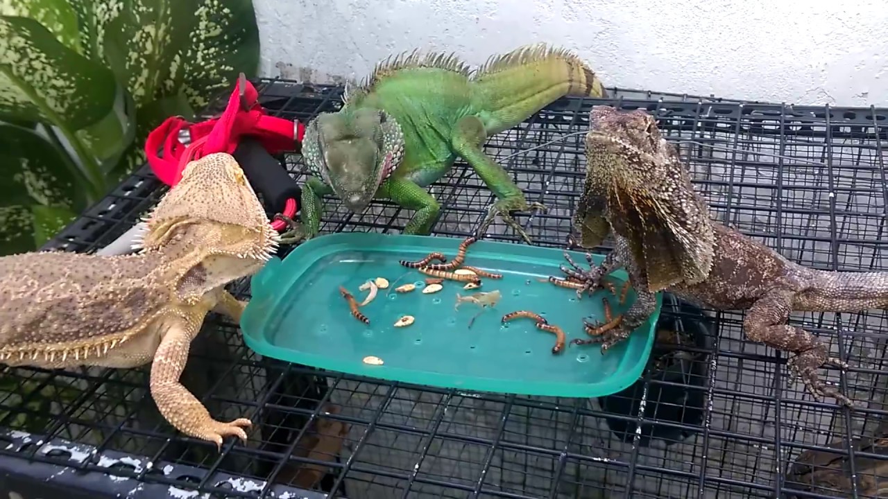 Bearded dragon water bowl Clearance