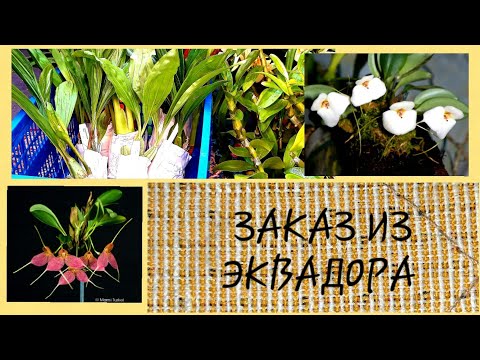 Новые ОРХИДЕИ с