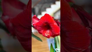 Sojourn week25 spring in the house #travel#nature #dog #world #dailyvlog