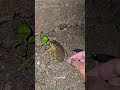 Funny frogs Catching |Wep wep catching frogsfunny |boing catch frogs make you laugh #shortsfeed