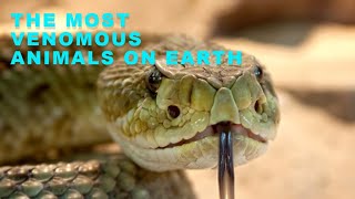 The Most Venomous Animals On Earth