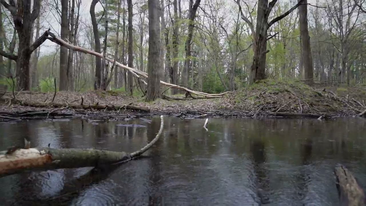 Reinstein Woods Nature Preserve