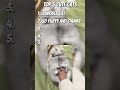 these cats are so funny #funny #cutecat #funnyvideo