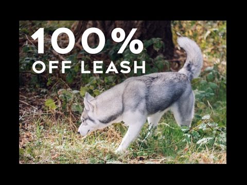 Video: Zijn Husky's Gemakkelijk Te Trainen?