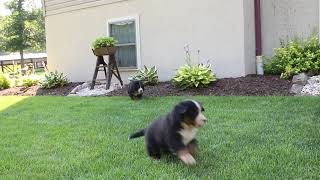 Bernese Mt  Dog Puppies For Sale