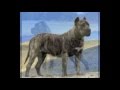 Download dünyanın en güçlü köpekleri dünyanın en güçlü köpekleri