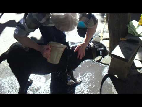 bathing of the dog-ძაღლის ბანაობა