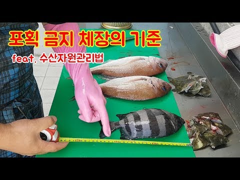 포획 금지 체장의 기준 그리고 금어기