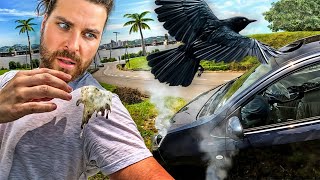 Raven takes a dump on me after I crash my car in Malaysia 🇲🇾